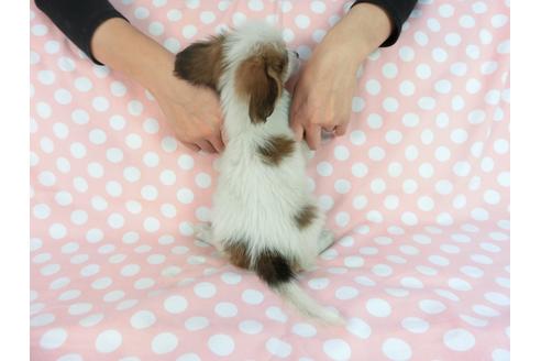 成約済の千葉県のパピヨン-85093の2枚目