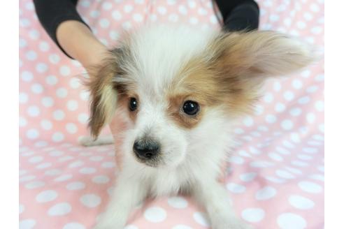 成約済の千葉県のパピヨン-85094の1枚目