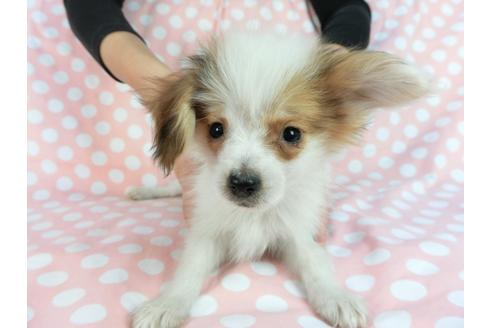 成約済の千葉県のパピヨン-85094の4枚目