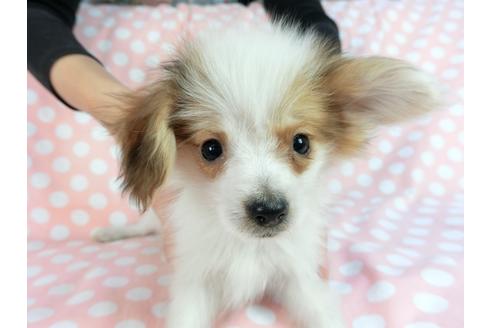 成約済の千葉県のパピヨン-85094の3枚目