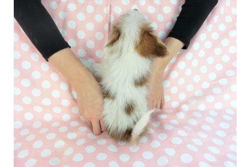 成約済の千葉県のパピヨン-85094の2枚目