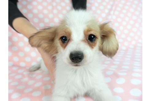 成約済の千葉県のパピヨン-85096の1枚目