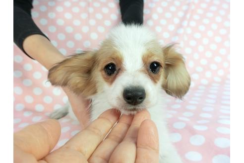 成約済の千葉県のパピヨン-85096の4枚目