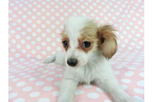 成約済の千葉県のパピヨン-85096の3枚目