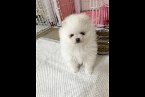 子犬