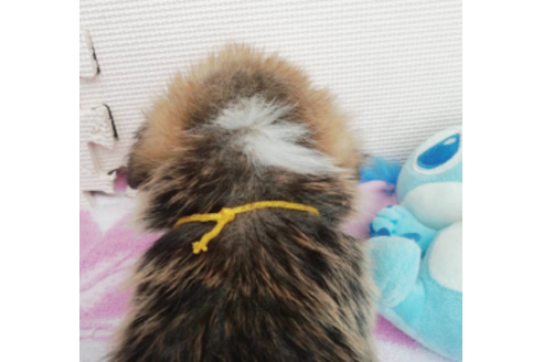 成約済の岩手県のウェルシュコーギーペンブローク-85126の10枚目