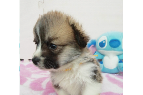 成約済の岩手県のウェルシュコーギーペンブローク-85126の9枚目