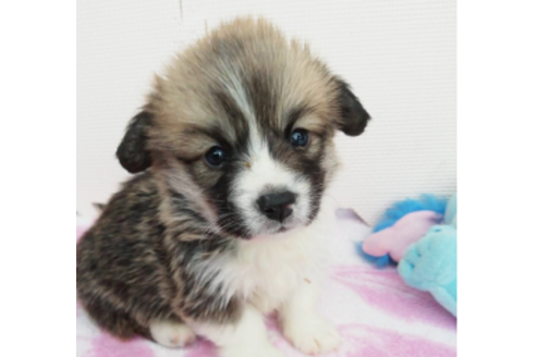 成約済の岩手県のウェルシュコーギーペンブローク-85126の8枚目