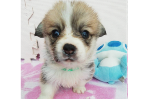 成約済の岩手県のウェルシュコーギーペンブローク-85127の10枚目