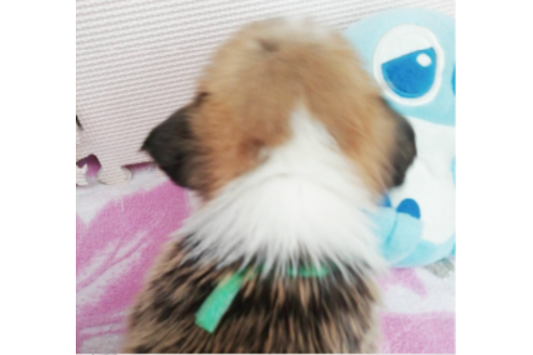 成約済の岩手県のウェルシュコーギーペンブローク-85127の9枚目