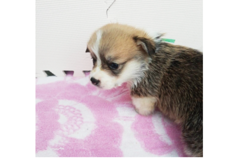 成約済の岩手県のウェルシュコーギーペンブローク-85127の8枚目