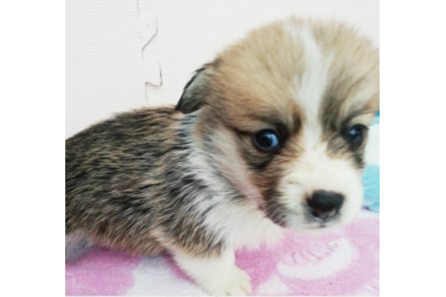 成約済の岩手県のウェルシュコーギーペンブローク-85127の7枚目