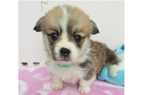 成約済の岩手県のウェルシュコーギーペンブローク-85127の6枚目