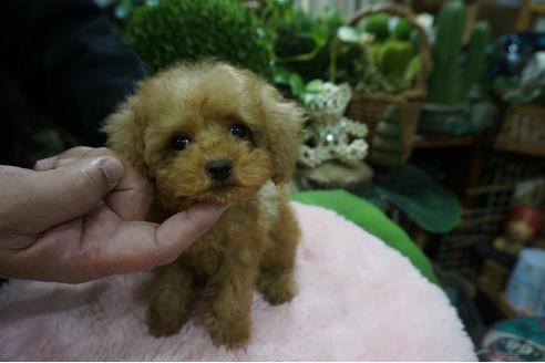 成約済の京都府のティーカッププードル-82683の1枚目