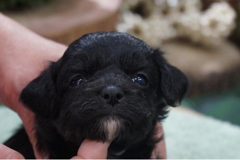 成約済の京都府のミックス犬-85172の1枚目