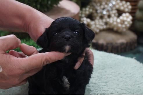 成約済の京都府のミックス犬-85172の3枚目