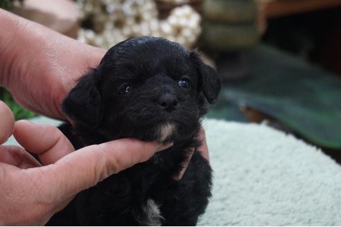 成約済の京都府のミックス犬-85172の2枚目