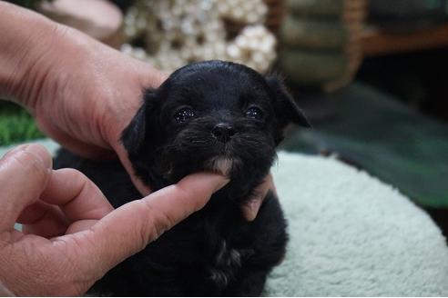 成約済の京都府のミックス犬-85173の1枚目