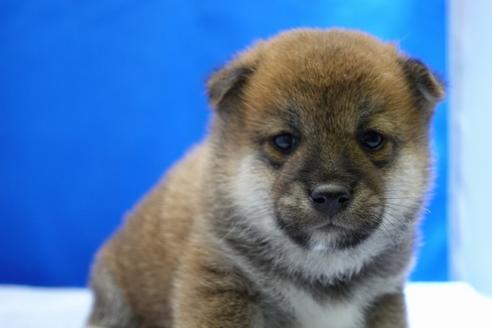 成約済の愛知県の柴犬-85185の1枚目