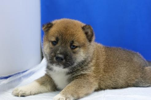 成約済の愛知県の柴犬-85188の4枚目