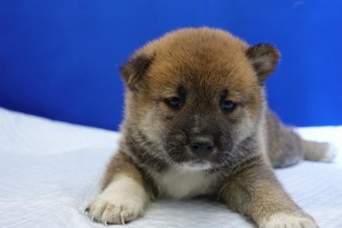 成約済の愛知県の柴犬-85188の3枚目