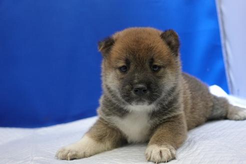 成約済の愛知県の柴犬-85188の2枚目