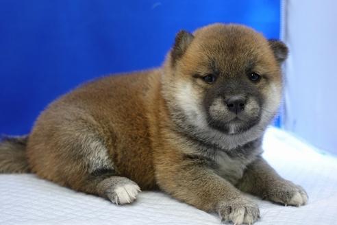 成約済の愛知県の柴犬-85191の2枚目