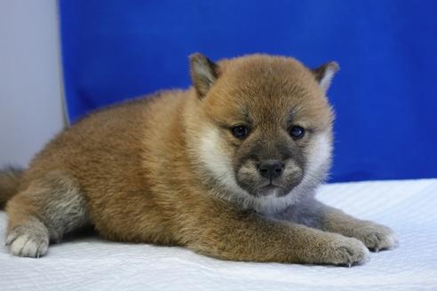 成約済の愛知県の柴犬-85192の10枚目