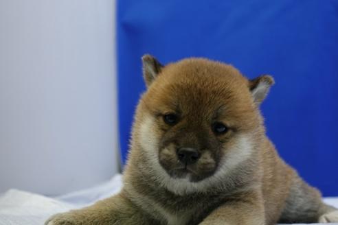 成約済の愛知県の柴犬-85192の8枚目