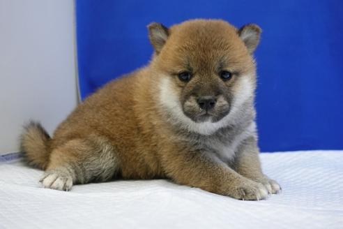 成約済の愛知県の柴犬-85192の7枚目