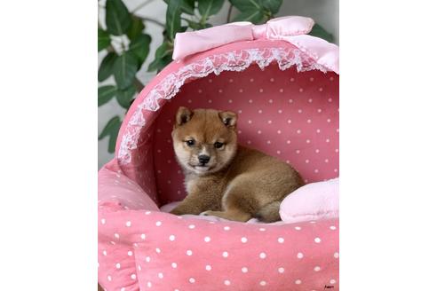 成約済の大阪府の柴犬-85199の1枚目