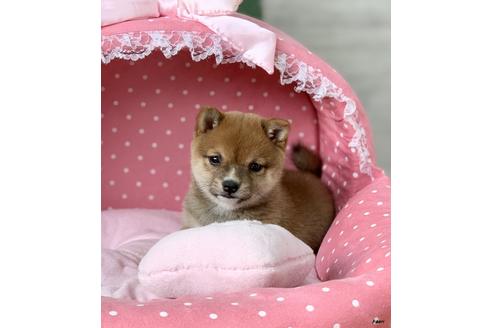 成約済の大阪府の柴犬-85199の5枚目