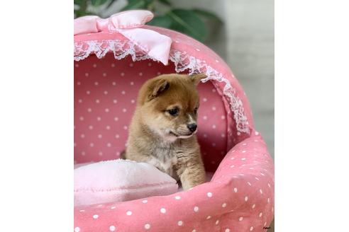 成約済の大阪府の柴犬-85199の4枚目