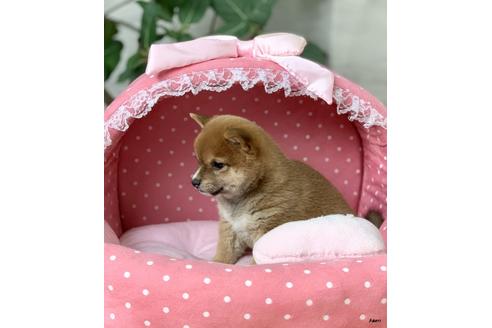 成約済の大阪府の柴犬-85199の3枚目