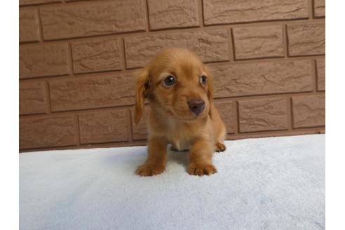 成約済の埼玉県のミニチュアダックスフンド(ロングヘアード)-84582の3枚目