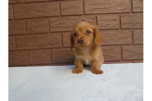 成約済の埼玉県のミニチュアダックスフンド(ロングヘアード)-84582の2枚目