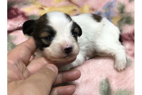 成約済の青森県のパピヨン-85180の1枚目