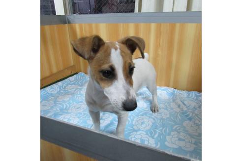 埼玉県のジャックラッセルテリア 女の子 19 06 29生まれ タン ホワイト 子犬id ブリーダーナビ 埼玉県のジャックラッセルテリア 女の子 19 06 29生まれ タン ホワイト 子犬id ブリーダーナビ