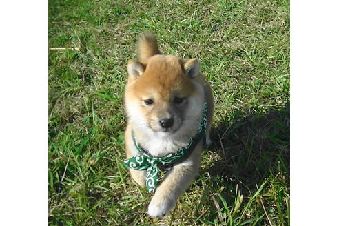 成約済の福岡県の豆柴-82710の4枚目