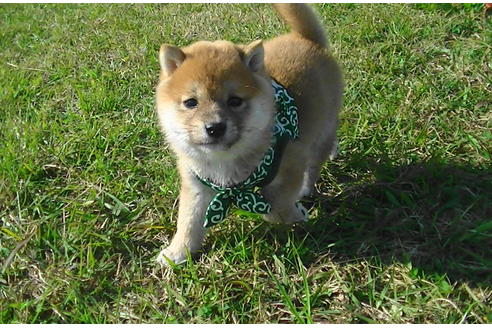 成約済の福岡県の豆柴-82710の3枚目