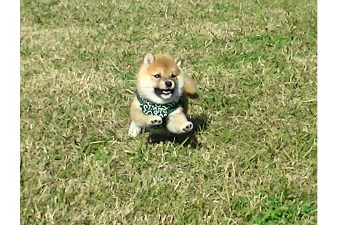 成約済の福岡県の豆柴-82710の2枚目