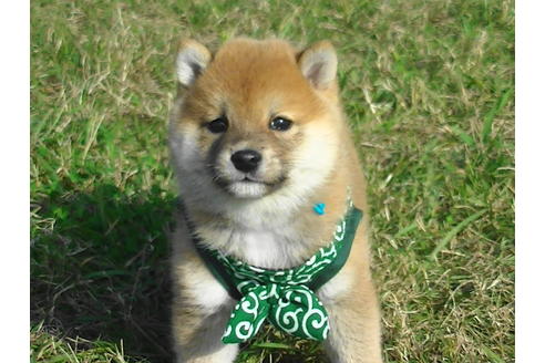 成約済の福岡県の豆柴-82710の1枚目