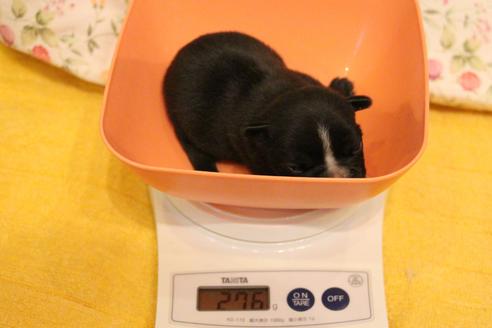 成約済の愛知県のフレンチブルドッグ-85242の35枚目