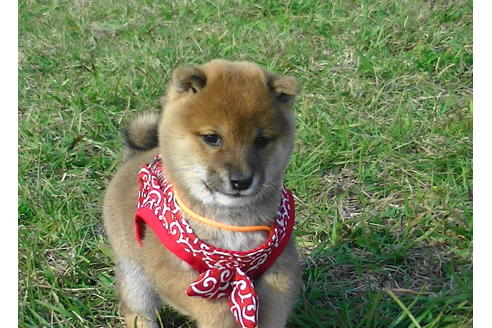 成約済の福岡県の豆柴-82712の5枚目