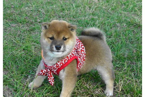 成約済の福岡県の豆柴-82712の1枚目