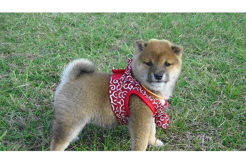 成約済の福岡県の豆柴-82712の4枚目