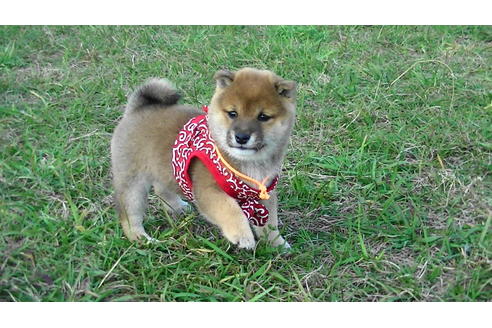 成約済の福岡県の豆柴-82712の3枚目