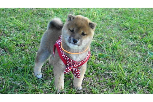 成約済の福岡県の豆柴-82712の2枚目