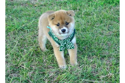 成約済の福岡県の豆柴-82281の8枚目