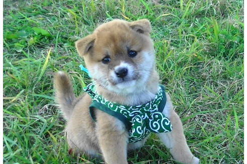 成約済の福岡県の豆柴-82281の7枚目